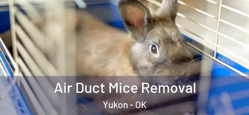 Air Duct Mice Removal Yukon - OK